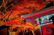 総本山三井寺　秋のライトアップ2017