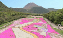 しまばら芝桜公園　春の花まつり