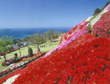 不老山花と光のフェスタ